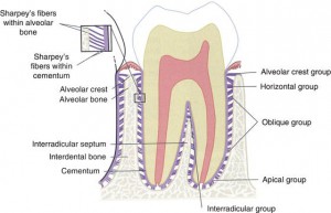 繊維歯根膜